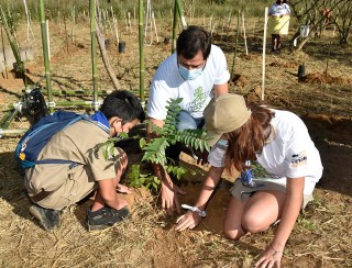 Com apoio do governo, projeto ambiental inicia plantio de árvores em centros urbanos