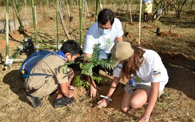 Com apoio do governo, projeto ambiental inicia plantio de árvores em centros urbanos